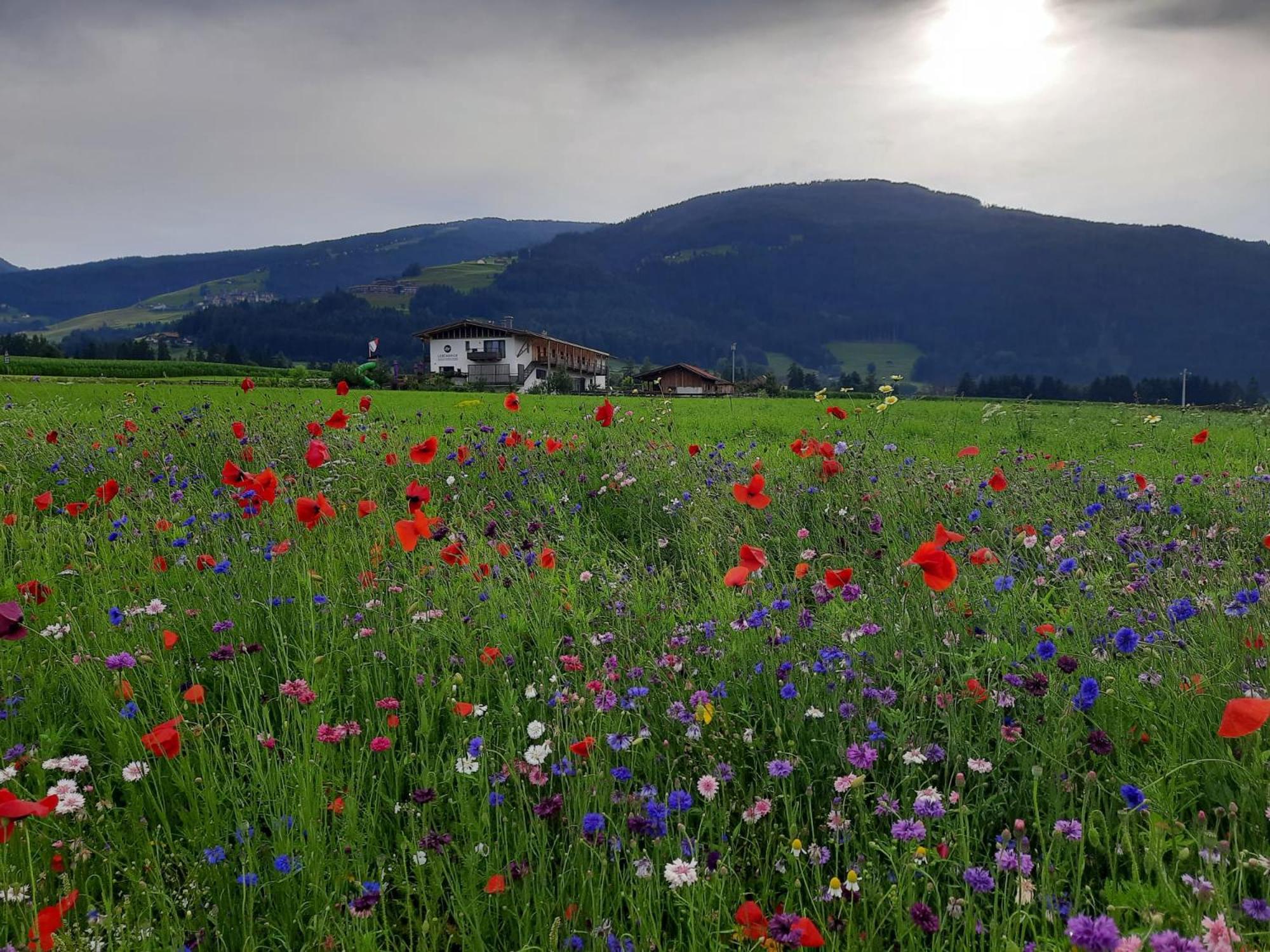 Lerchnhof Villa Olang Dış mekan fotoğraf